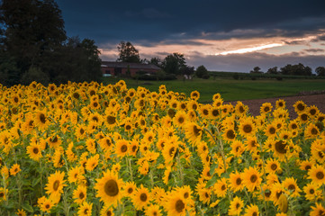 Obraz premium Sonnenblumenfeld