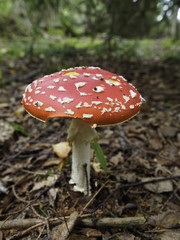 Fliegenpilz im Wald mit Fraßstellen
