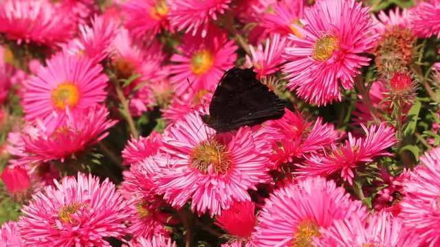 European peacock on astern flowers in a garden
