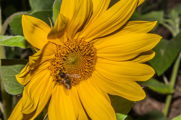 Biene in Sonnenblume