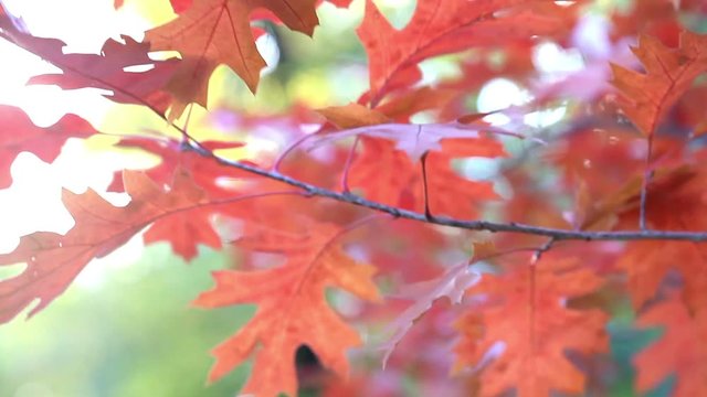 Closeup of red maple leaves, wind blowing, autumn park scene. Soft focus. 