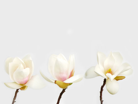 Fototapeta Beautiful white magnolia flower on white background
