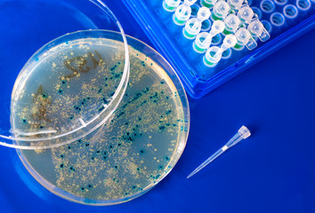 bacteriophage plaques during titer test