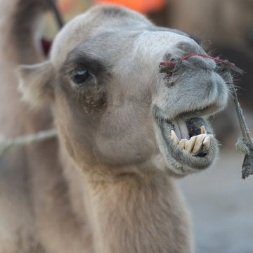 Close-up of a camel at Mingsha Shan, Dunhuang, Jiuquan, Gansu Pr