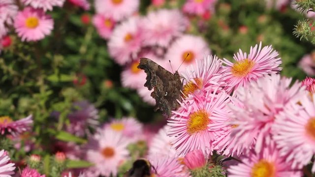 Comma (Polygonia c-album) sucks on the blossoms of asters