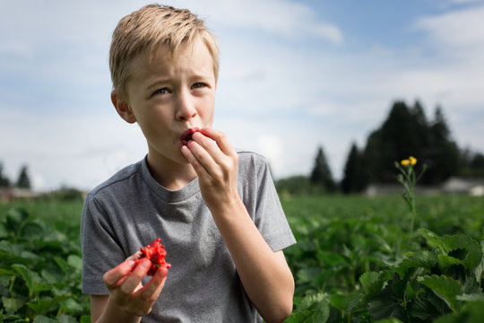 Young bot standing in field, eating strawberry