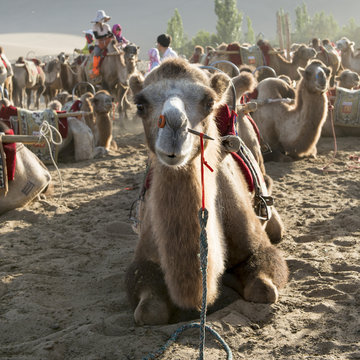 Camels at Mingsha Shan, Dunhuang, Jiuquan, Gansu Province, China