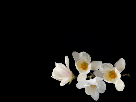 Fototapeta Beautiful white magnolia flower blooming on black background
