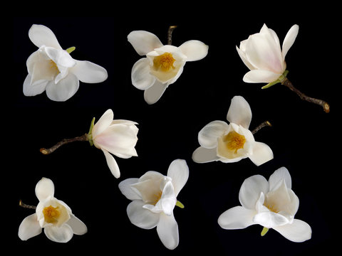 Fototapeta Beautiful white magnolia flower blooming on black background