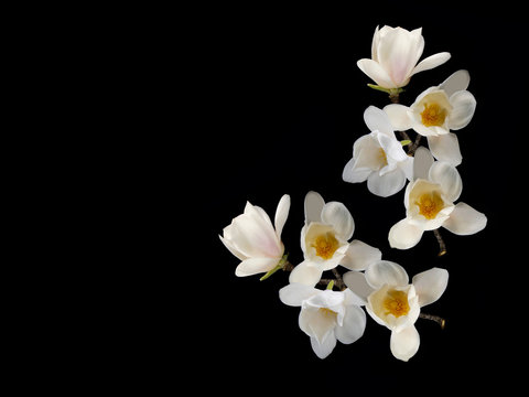 Fototapeta Beautiful white magnolia flower blooming on black background