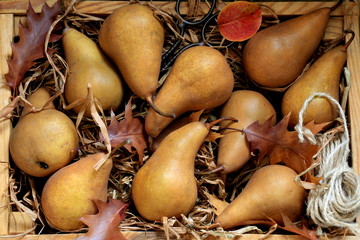 Autumn brown sweet pears - still life
