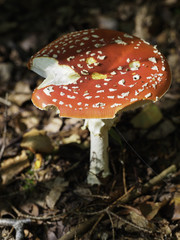 Fliegenpilz im Wald mit Fraßstellen