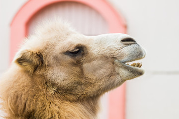 Obraz premium ラクダ横顔