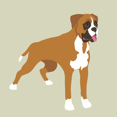 Boxer Dog realistic vector illustration