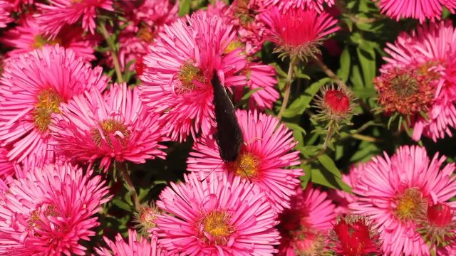 European peacock on astern flowers in a garden