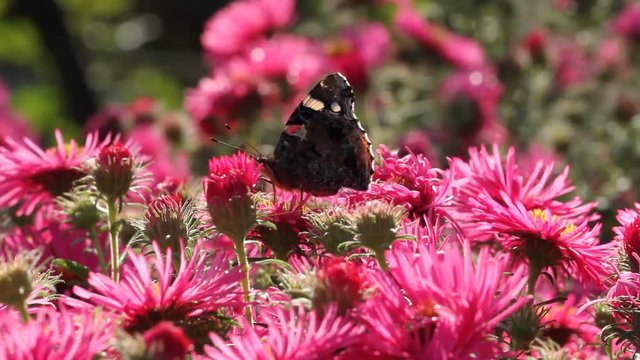 Red Admiral (Vanessa atalanta) sucks on the blossoms of asters