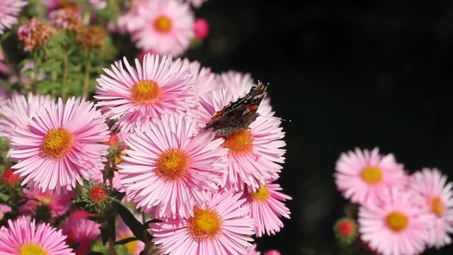 Red Admiral (Vanessa atalanta) sucks on the blossoms of asters