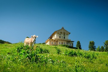 Almwiese mit Kuh beim Schloss am Schachen