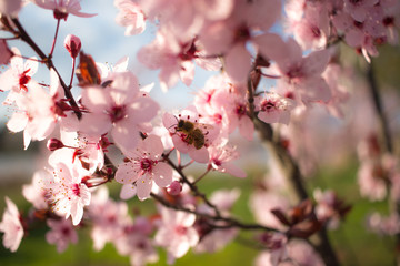 Blossoms