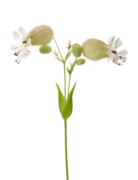 maidenstears flowers