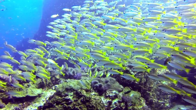 School of yellow fish (Big eye Snappers) on coral reef underwater, Richelieu Rock, Similan national park, North Andaman, Thailand