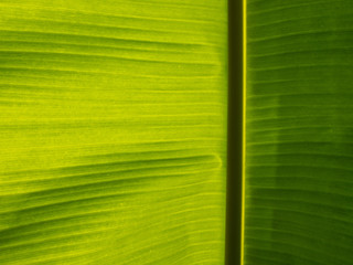 Banana leaf close-up background.