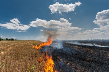 Fire burns stubble on the field destroy summer
