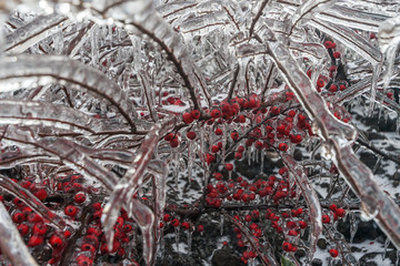 Branches of the bush and red berries in ice