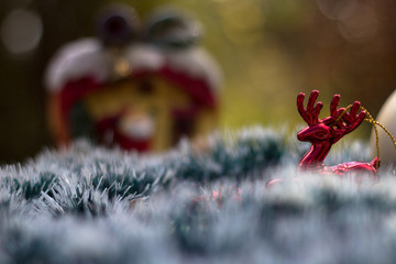 Reindeer near to house