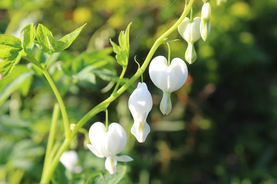 gartenblume