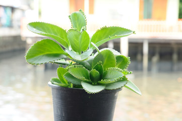 Plastic Flowerpot with plant on wooden plank