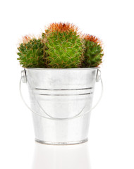 cactus, on white background