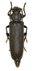 Dusky Longhorn Beetle on white Background  -  Arhopalus rusticus (Linnaeus, 1758)