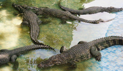 Crocodile are sleeping