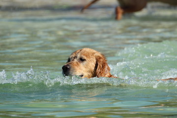 Golden Retriever im Wasser