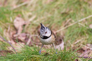 Haubenmeise auf Grashügel in frontaler Ansicht auf Waldlichtung