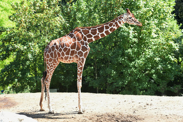 Obraz premium girafe