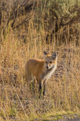 Red Fox