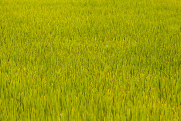 Obraz na płótnie Canvas Rice field texture. Green background