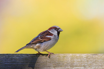 Haussperling  sitzt auf der obersten Holzlatte eines Gartenzaun vor einem homogenen Hintergrund