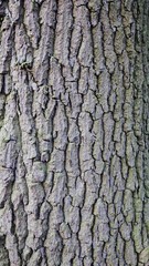 Close up of a tree