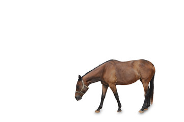 Brown horse standing on white background.