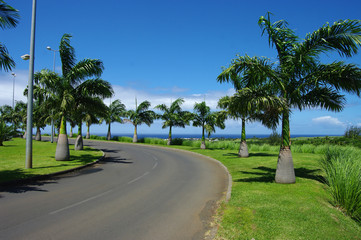 Fototapeta na wymiar La Réunion - Palmier bouteille, palmier royal