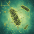 Salmonella bacteria , Germ infection , Epidemic bacterial disease