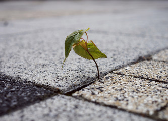 Little plant growing out of pavemant