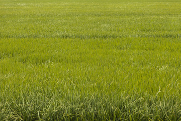Rice field texture. Green background