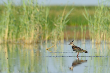 Reflected lapwing near reeds