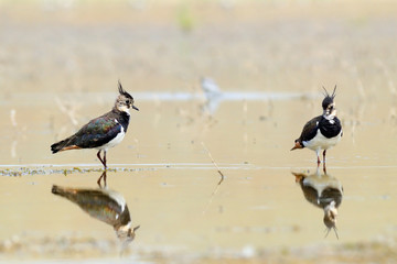 Two reflected lapwings at shallow water