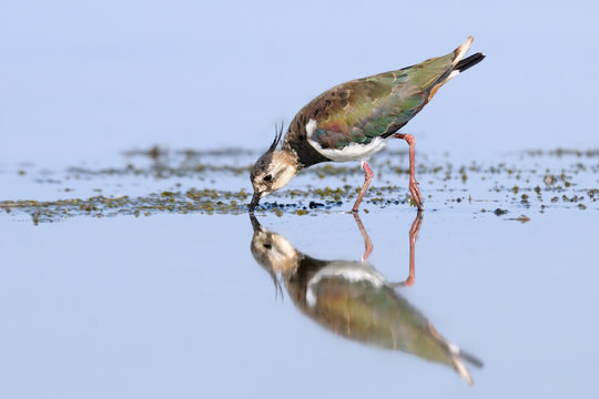 Reflected lapwing feeding at shallow water
