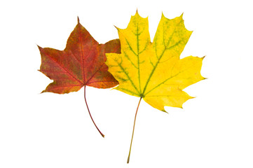 Fototapeta premium autumn leaves